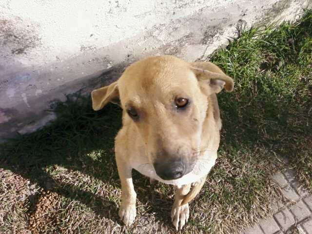 Implantação de Banco de Ração e Utensílios para animais é aprovada 