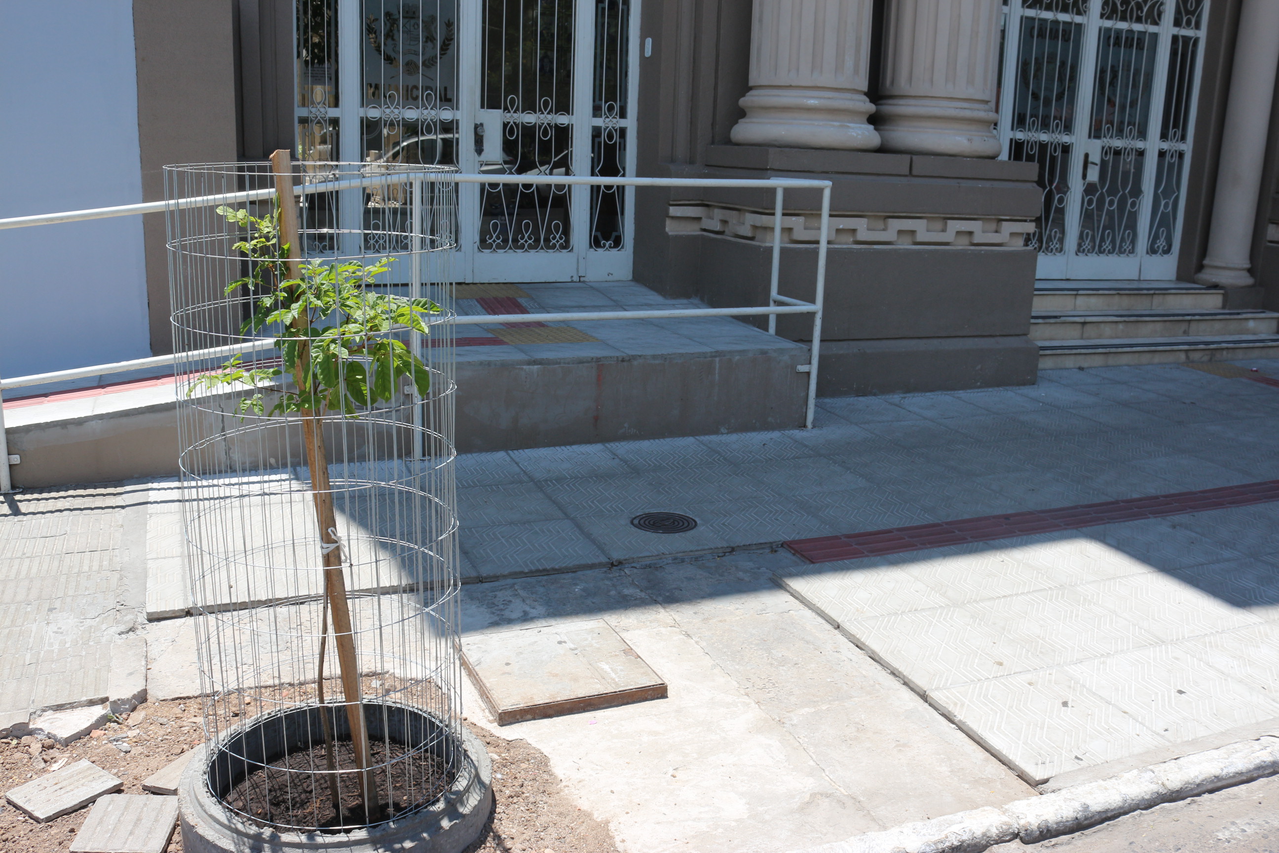 Novo ipê é plantado em frente à Câmara 