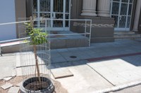 Novo ipê é plantado em frente à Câmara 